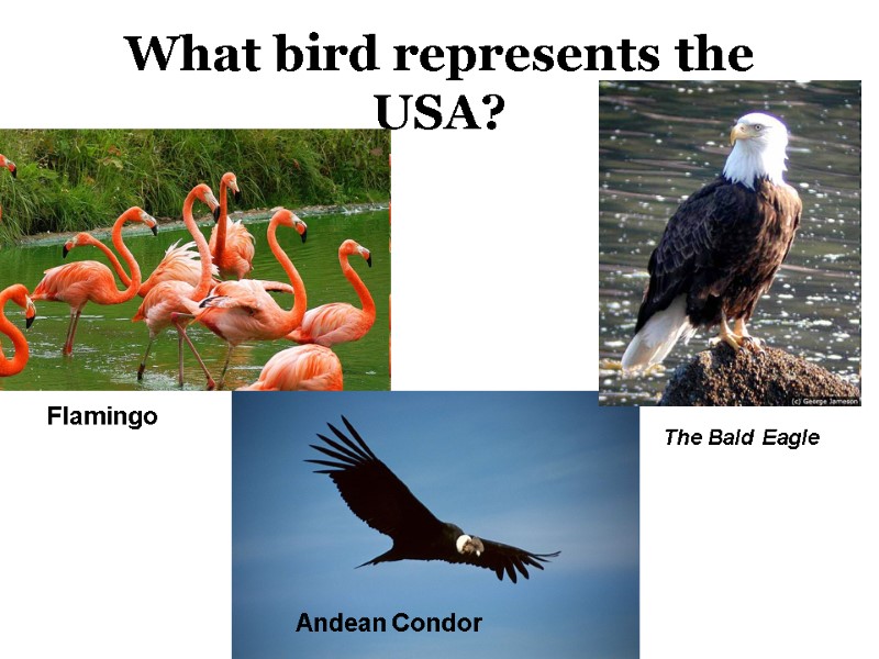 What bird represents the USA? The Bald Eagle Andean Condor Flamingo